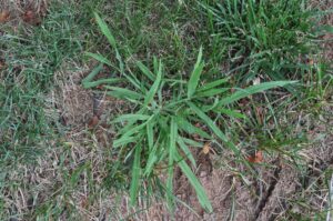 Crabgrass