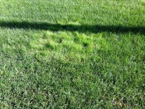 Bentgrass