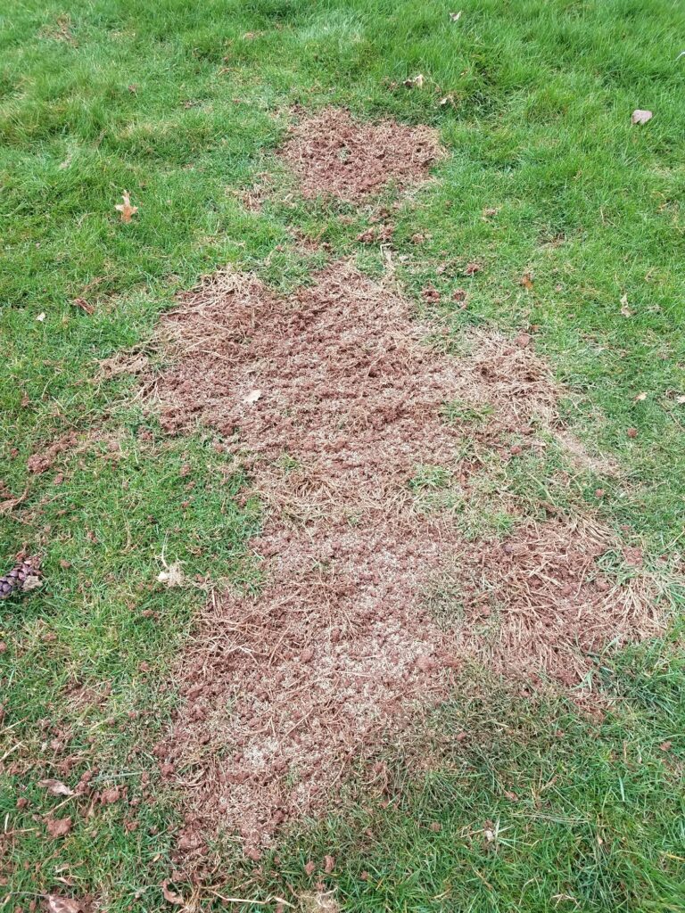Grass seed clearance in spring