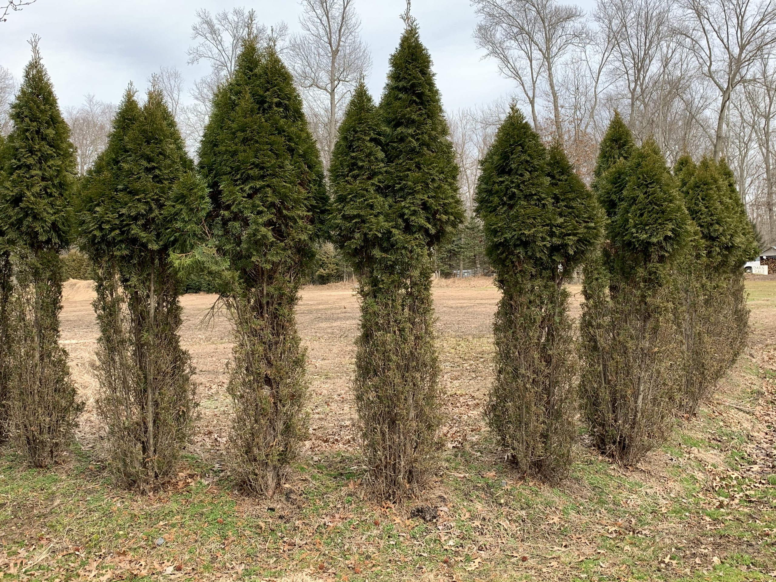 OH Deer - Deer eating more “resistant” plants, image size:2560x1920