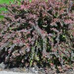 Barberry