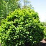 Boxwood