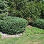 juniper bushes