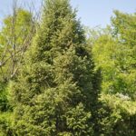 Spruce