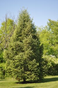 Spruce