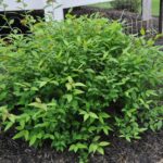 spirea