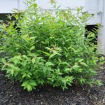 Spirea