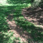 tree erosion