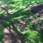 tree erosion