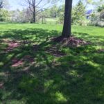 tree erosion