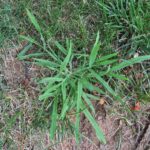 crabgrass