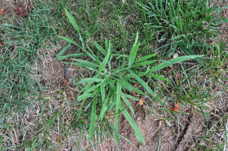 crabgrass