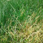 damaged lawn