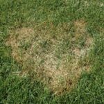 brown patch