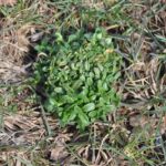 chickweed