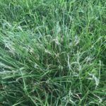 Frayed grass from mower.