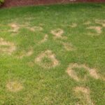 Picture of a lawn with disease patches that needs lawn disease service
