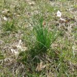 onion grass