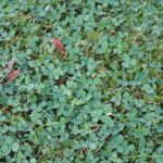 clover