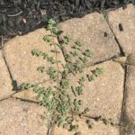weeds in pavers