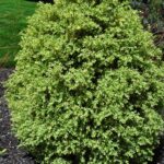 shrub