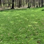 lawn with patches