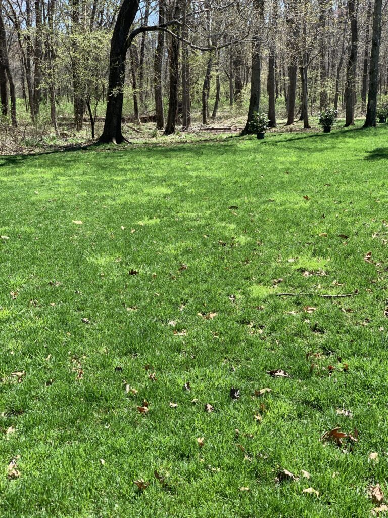 lawn with patches