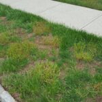 damaged lawn