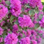 azalea