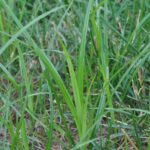 nutsedge