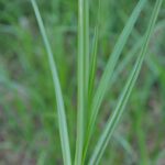 nutsedge