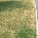 dead grass