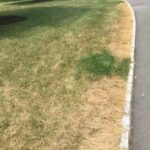 dead grass