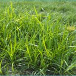 nutsedge