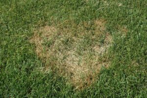 Brown patch disease