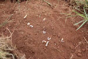 Grubs in dirt