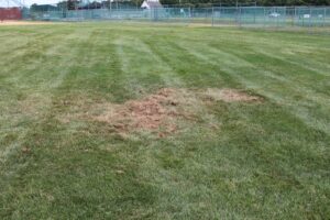 Grub damaged lawn