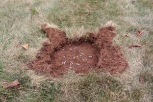 Grubs in dirt