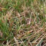Red Thread Disease