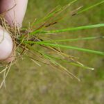 Leaf spot
