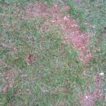 mowing stress spot