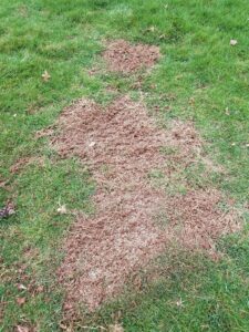 brown patch on lawn