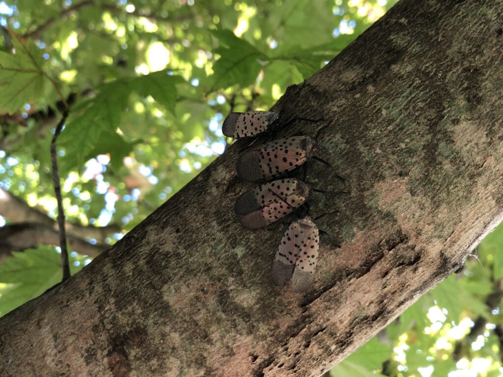 lanternflies