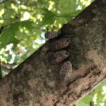 lanternflies