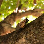 lanternfly