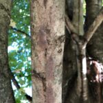 lanternfly
