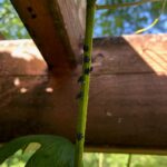 lanternfly nymphs