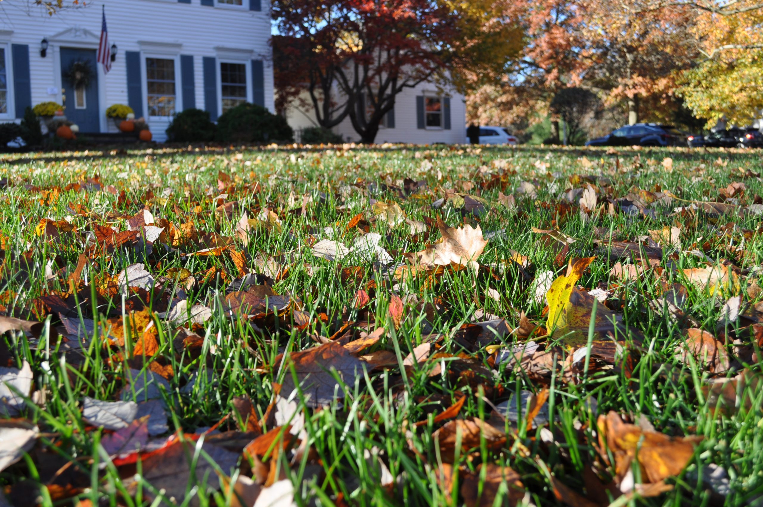 leaves on a lawn