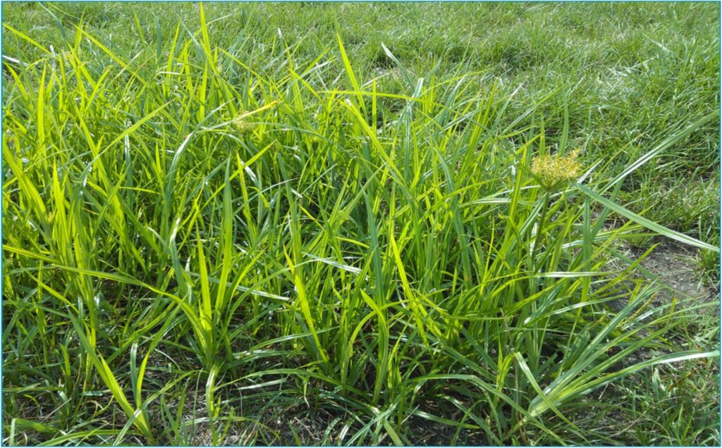 nutsedge