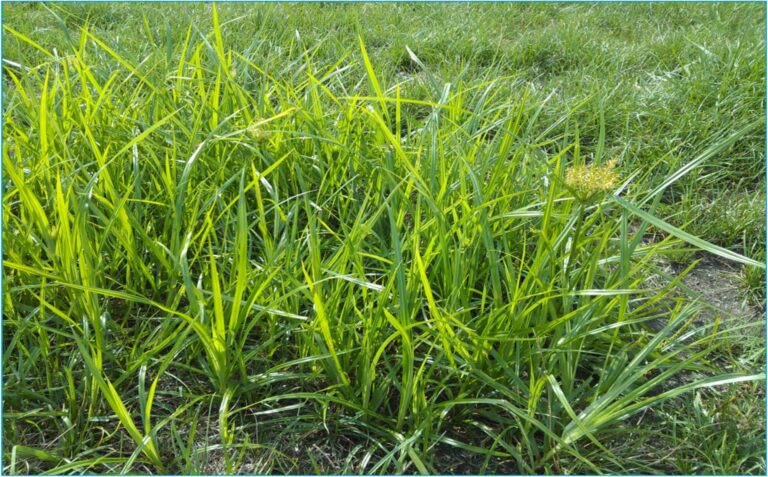 nutsedge